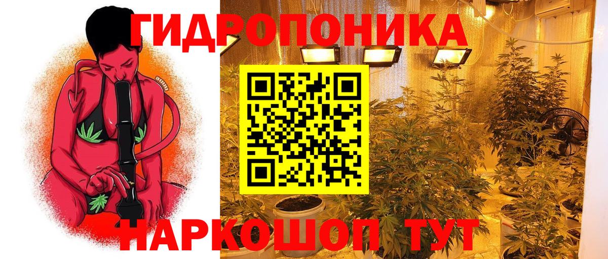 Каннабис OG Kush Мурино